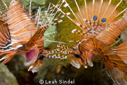 Lionfish fencing with antennae - this pair seemed to be t... by Leah Sindel 